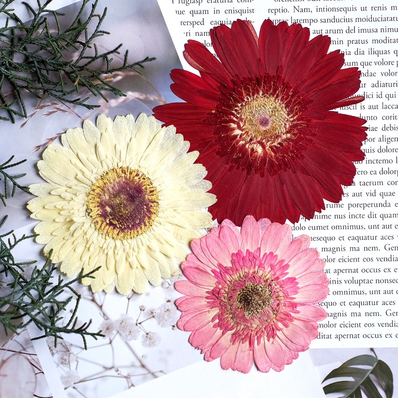 1pcs/7-9cm,Pressed Gerbera Dri - огляд і ціна Resin Craft Ideas
